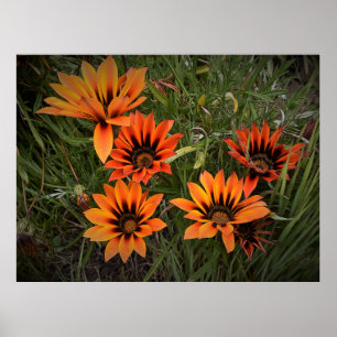 Póster Naranja y Poster de Black Gazanias