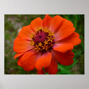 Póster Naranja Zinnia Wildflower Naturaleza Floral