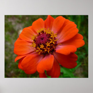 Póster Naranja Zinnia Wildflower Naturaleza Floral