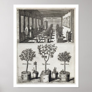 Póster Naranjal, de "De Nederlandze Hesperides" en enero