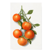 Naranjas de época ilustracion acuarela