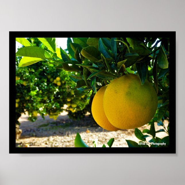 Póster Naranjas en el naranjal de Valencia (Frente)