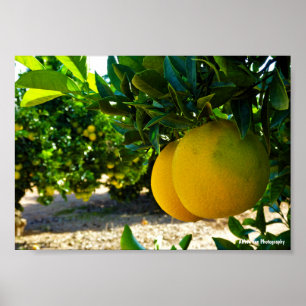 Póster Naranjas en el naranjal de Valencia