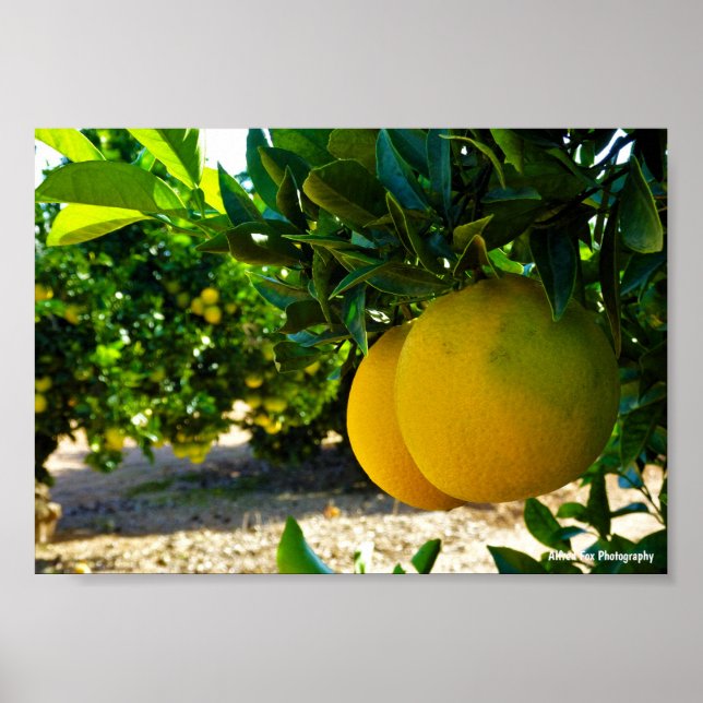 Póster Naranjas en el naranjal de Valencia (Frente)