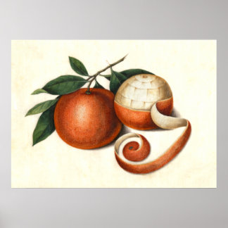 Póster Naranjas mandarines pintura antigua china