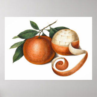 Póster Naranjas mandarines pintura antigua china