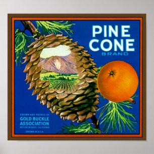 Póster Naranjas Pine Cone