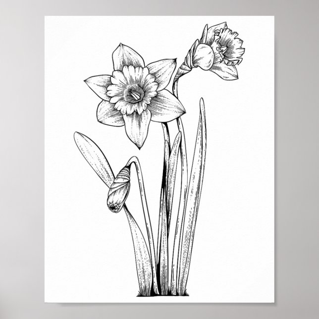 Póster Narciso Narcisos Flores Floral Primavera Pascua  (Frente)