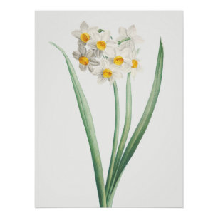 Póster Narciso, Pierre-Joseph Redouté, 1805