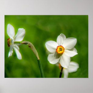 Póster Narciso Poster