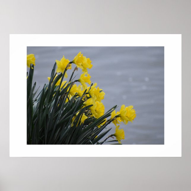 Póster Narcisos  (Frente)