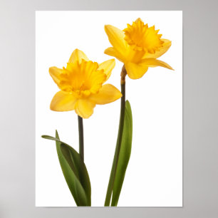 Póster Narcisos amarillos en el blanco - espacio en