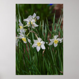 Póster narcisos blancos