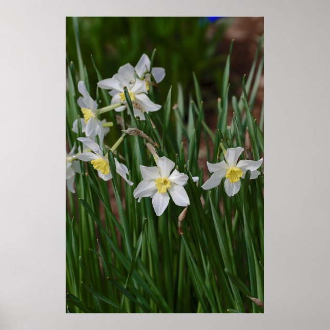 Póster narcisos blancos (Frente)