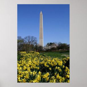 Póster Narcisos del monumento de Washington