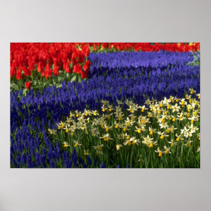 Póster Narcisos, jacinto y tulipanes