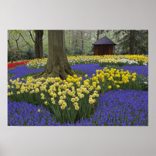 Póster Narcisos, jacintos de uva y jardín de tulipanes,