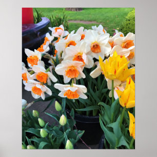 Póster Narcisos & Tulipanes, Oregon