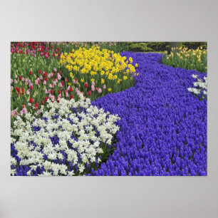 Póster Narcisos y jacintos de uva, Keukenhof 2