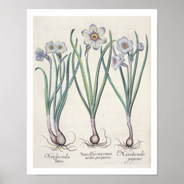 Póster Narcissi: 1.Narcissus maximus medio purpureus; 2.N (Frente)