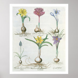 Póster Narcissi, cruces y jacinto: 1.Narcissus autum
