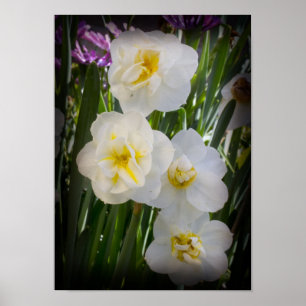 Póster Narcissus Daffodils