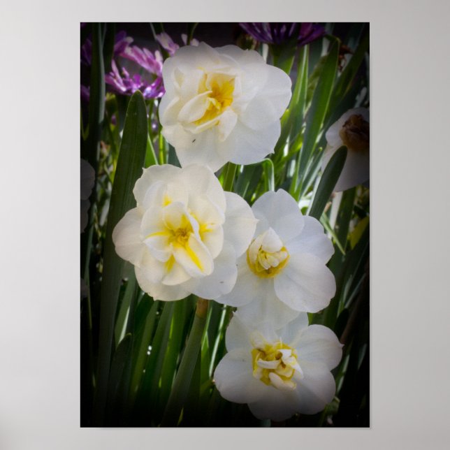 Póster Narcissus Daffodils (Frente)