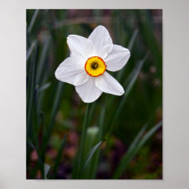 Póster Narcissus Flower
