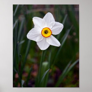 Póster Narcissus Flower