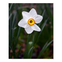Narcissus Flower Poster
