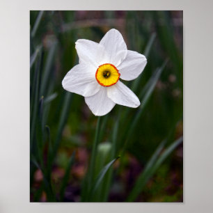 Póster Narcissus Flower Poster