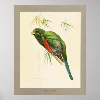 Póster Narina Trogon