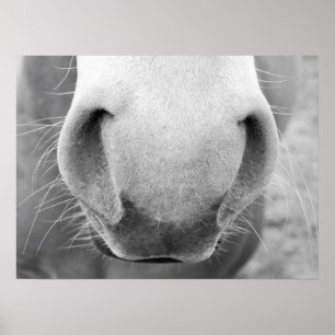 Póster Nariz de caballo, cerca, tema del rancho occidenta