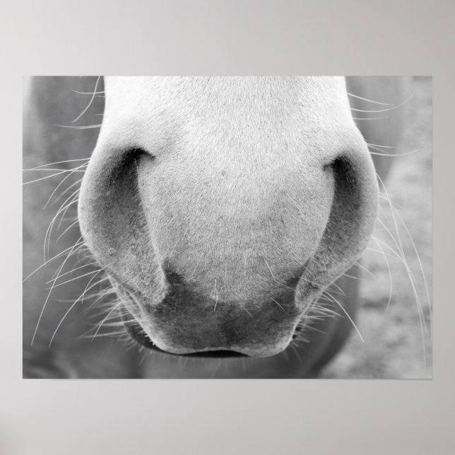 Póster Nariz de caballo, cerca, tema del rancho occidenta (Frente)