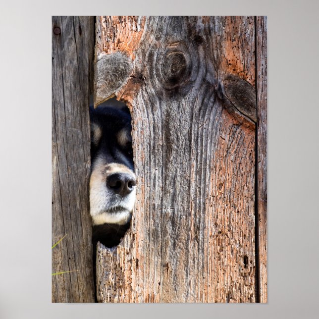 Póster Nariz pastora alemana buscando por la cerca (Frente)