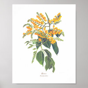 Póster Narra (Pterocarpus indicus) Ph Forest Blooms