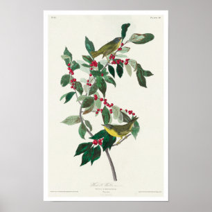 Póster Nashville Warbler por Audubon Poster