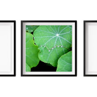 Nasturtium deja fotografía de las gotas de agua de