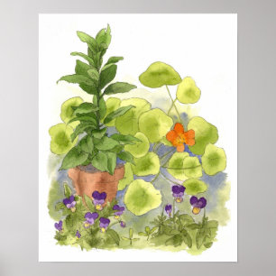 Póster Nasturtium Flower Bay Tree Herbs Watercolor Art