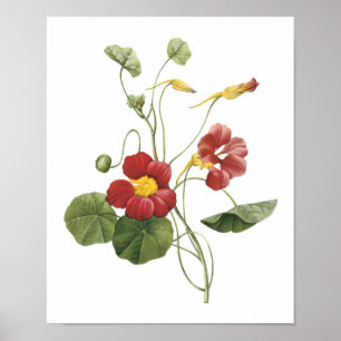 Póster nasturtium(Tropaeolum majus) by Redouté