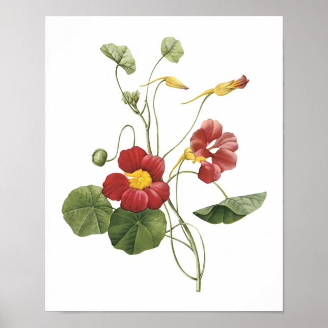 Póster nasturtium(Tropaeolum majus) by Redouté (Frente)