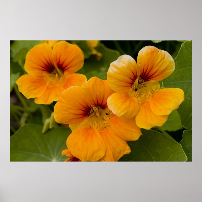 Póster Nasturtiums (Frente)