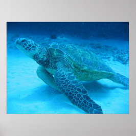 Póster Natación con tortugas marinas 2