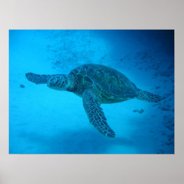 Póster Natación con tortugas marinas 4