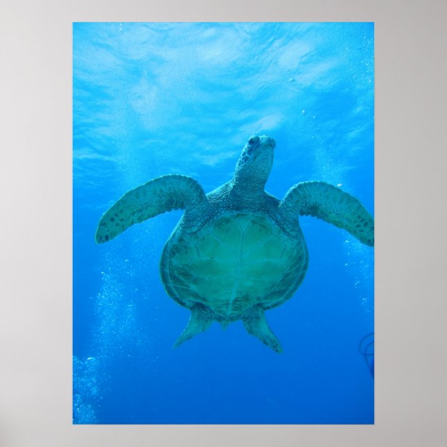 Póster Natación con tortugas marinas en Hawái poster 1 (Frente)
