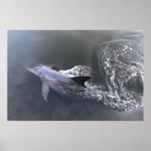 Póster Natación de delfines