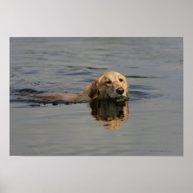 Póster Natación de Golden Retriever (Frente)