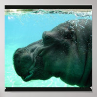 Natación de Hippo Poster
