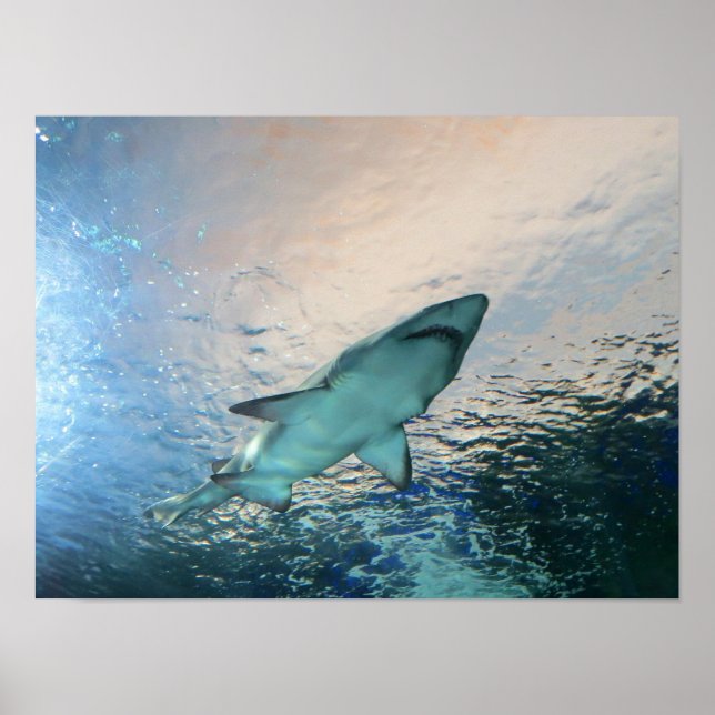 Póster Natación de tiburones sobre el cielo en agua azul (Frente)
