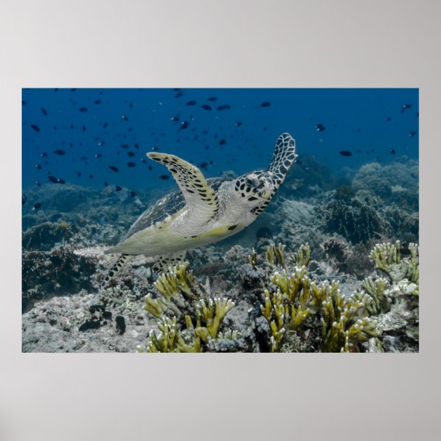 Póster Natación de tortuga marina Hawksbill (Frente)